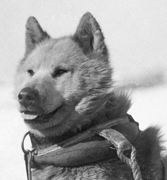 Dogs of the Australasian Antarctic Expedition