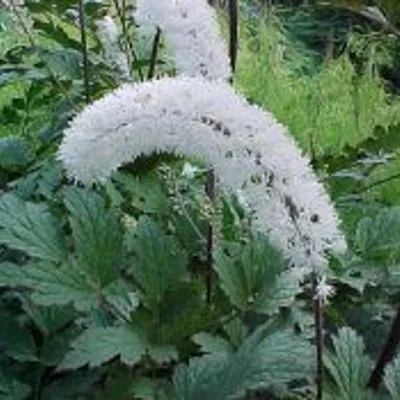 Actaea matsumurae