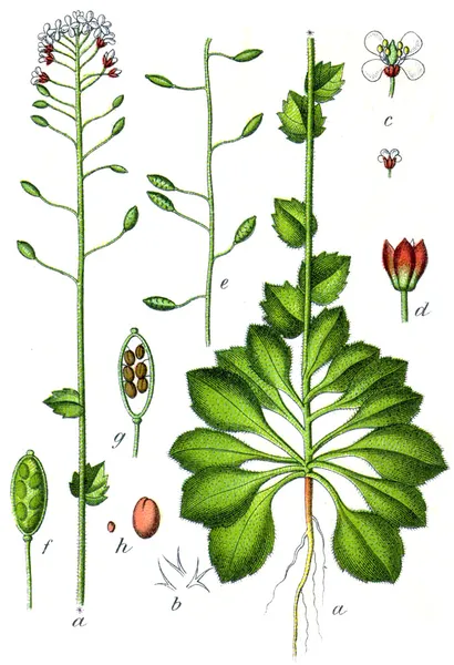 Drabella