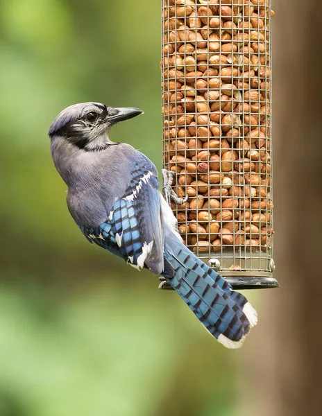 Bird feeder