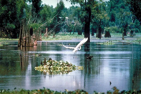 Bayou