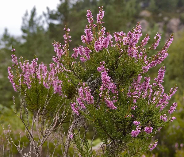 Calluna