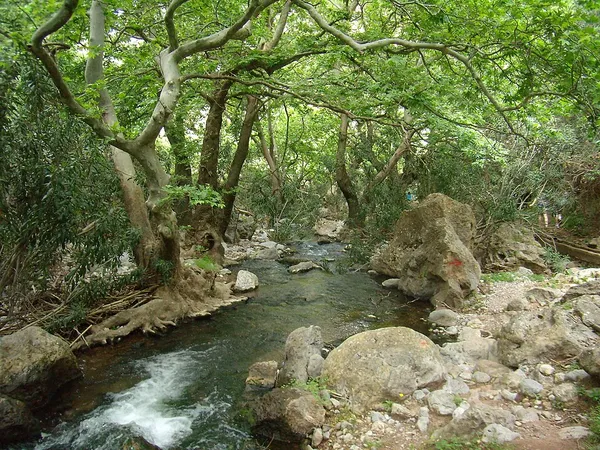 Crete Mediterranean forests