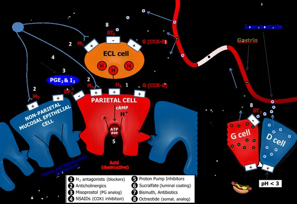 Gastric acid