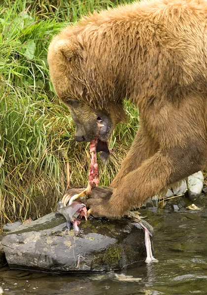 Dietary biology of the brown bear