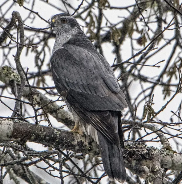 American goshawk