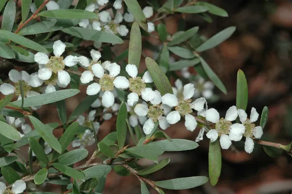 Gaudium polyanthum