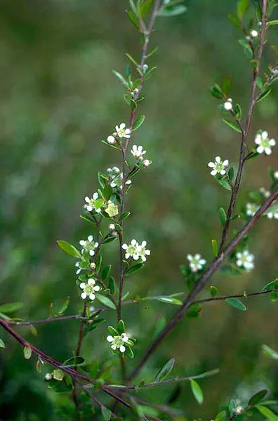 Aggreflorum purpurascens