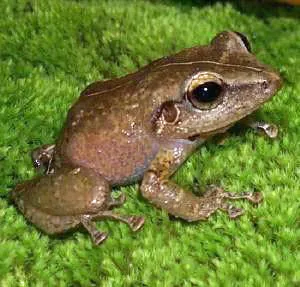 Fauna of Puerto Rico
