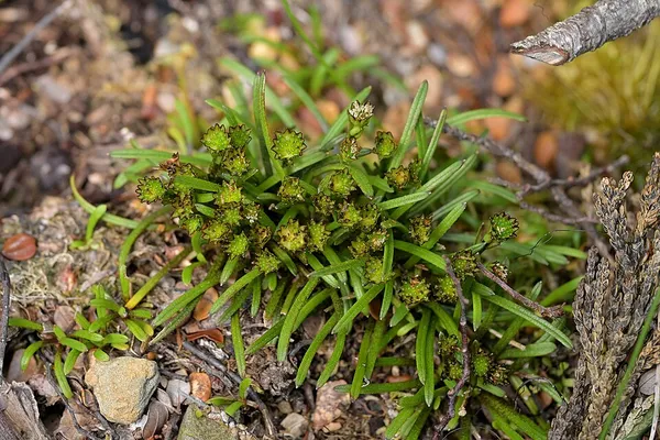 Abrotanella linearis