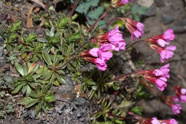 Androsace laevigata