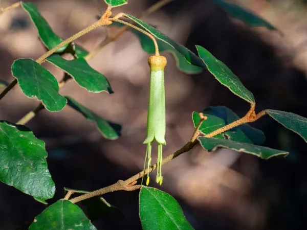 Correa lawrenceana var. latrobeana