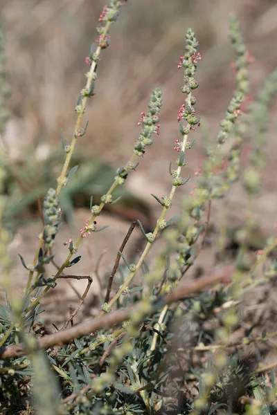 Camphorosma