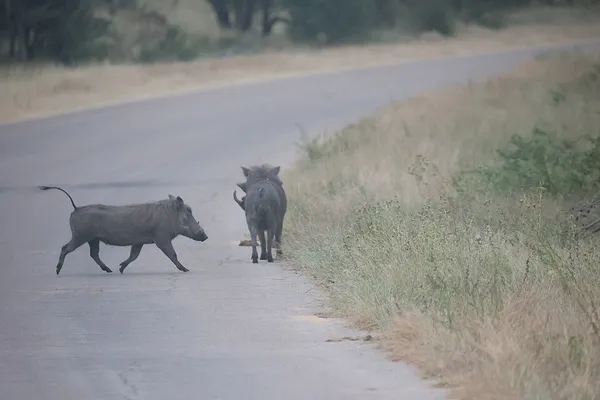 Biodiversity of South Africa