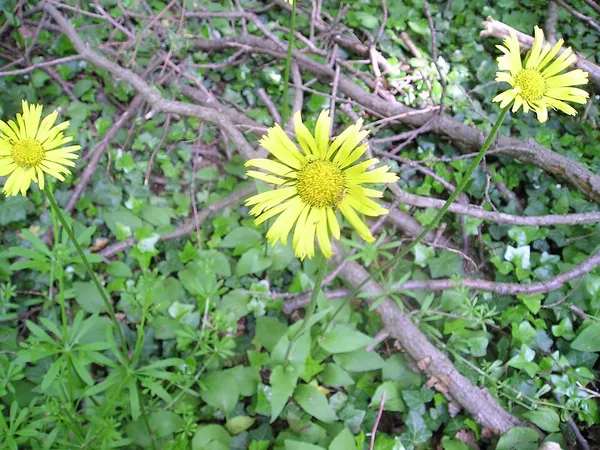 Doronicum
