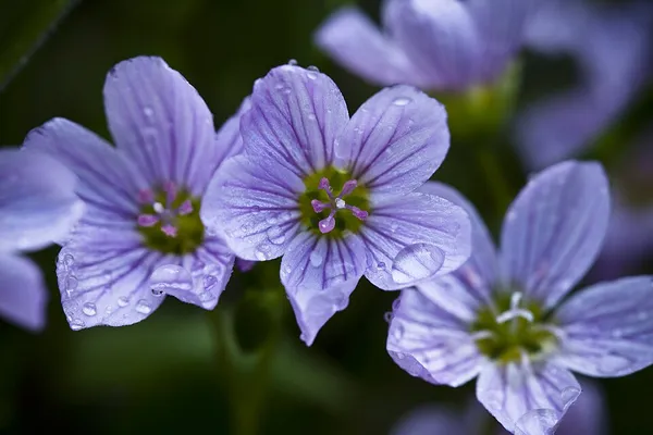 Claytonia sarmentosa