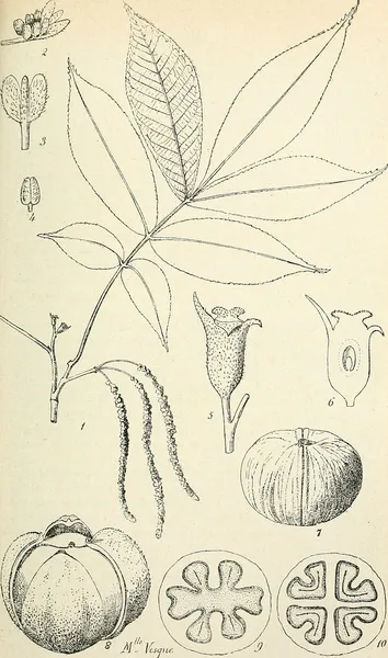 Carya tonkinensis
