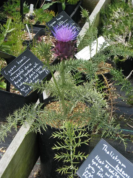 Cynara humilis