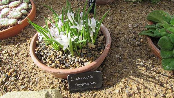 Lachenalia corymbosa