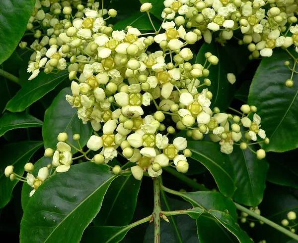 Euonymus carnosus