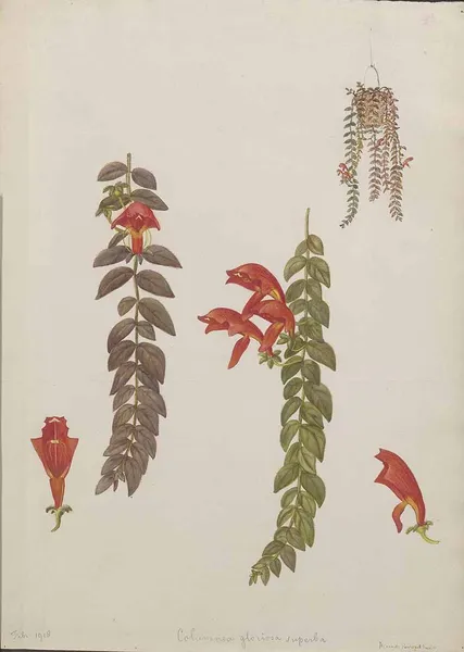 Columnea microcalyx