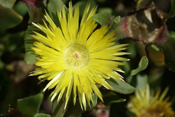 Carpanthea pomeridiana