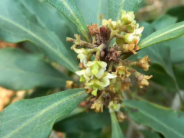 Euclea divinorum