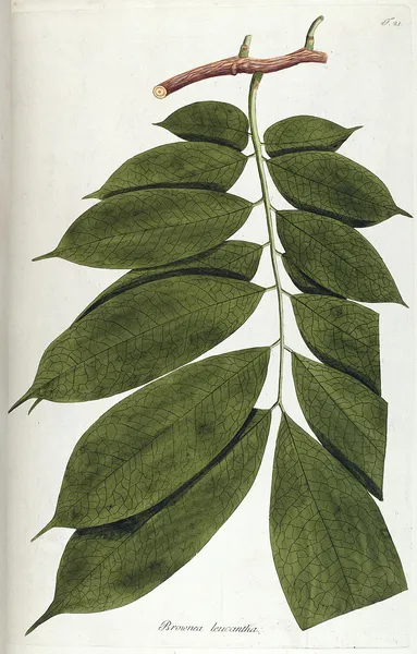 Brownea leucantha