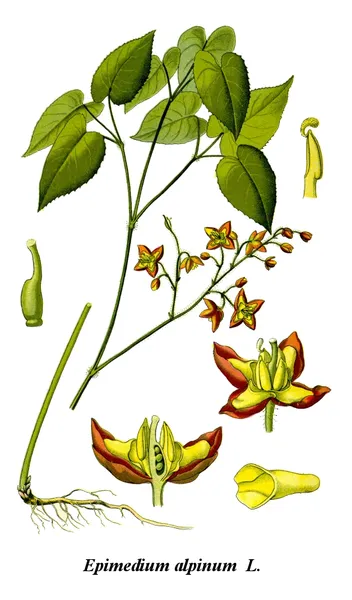 Epimedium alpinum