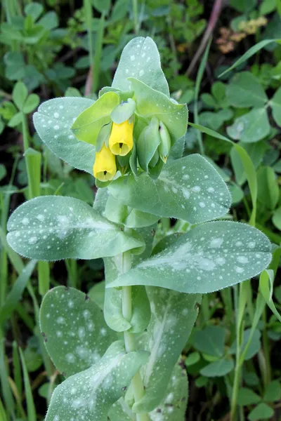 Cerinthe major