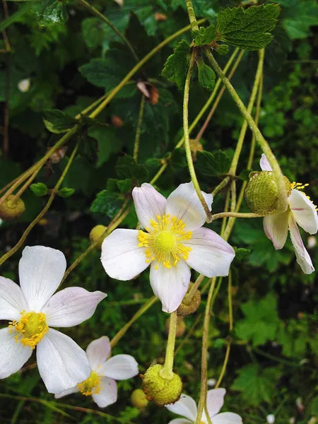 Eriocapitella vitifolia