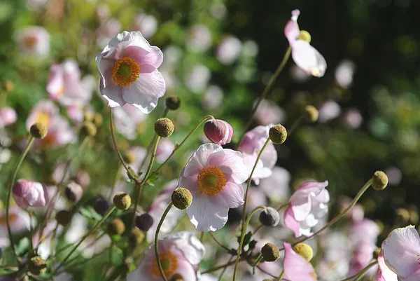 Eriocapitella japonica