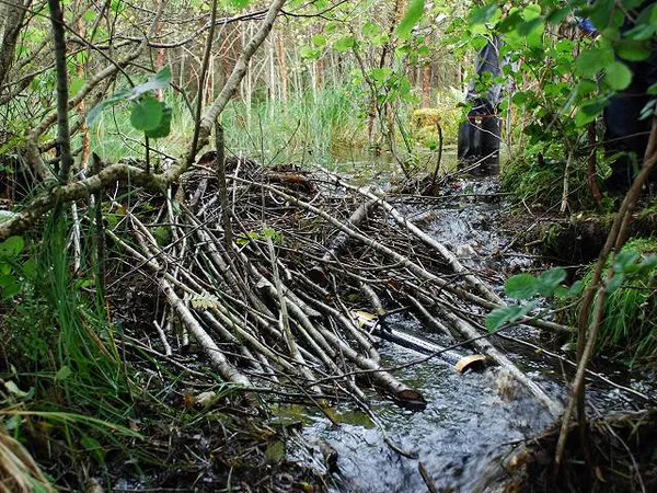 Environmental impacts of beavers