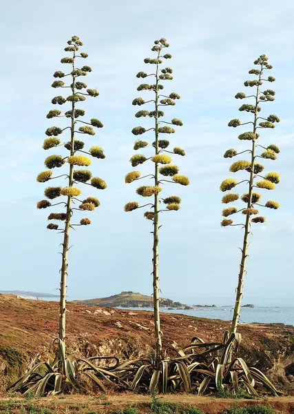 Agave americana