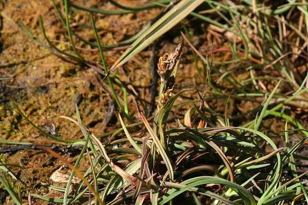 Carex subspathacea