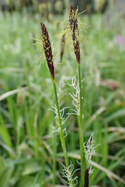 Carex pilosa