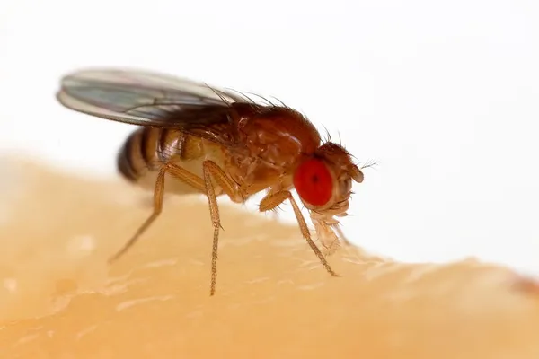 Fruit flies in space