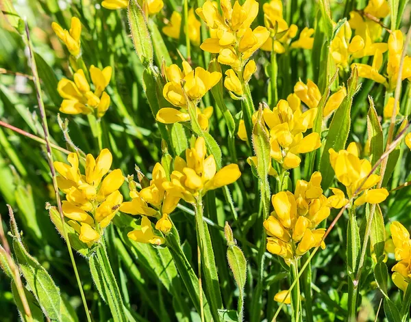Genista sagittalis