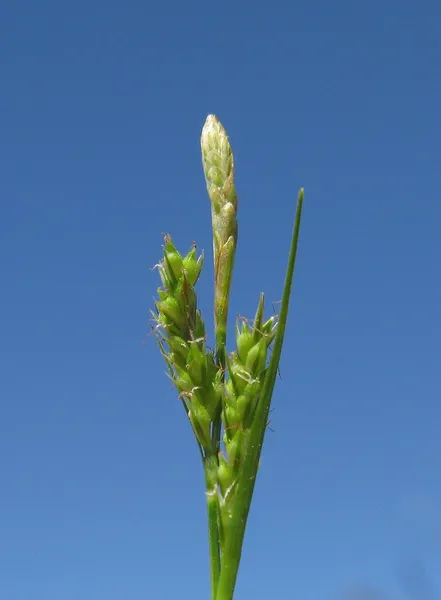 Carex breviculmis