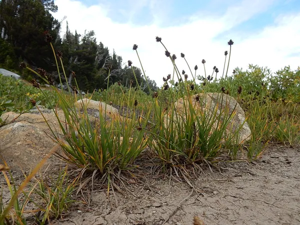 Carex lachenalii