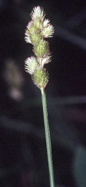 Carex tribuloides