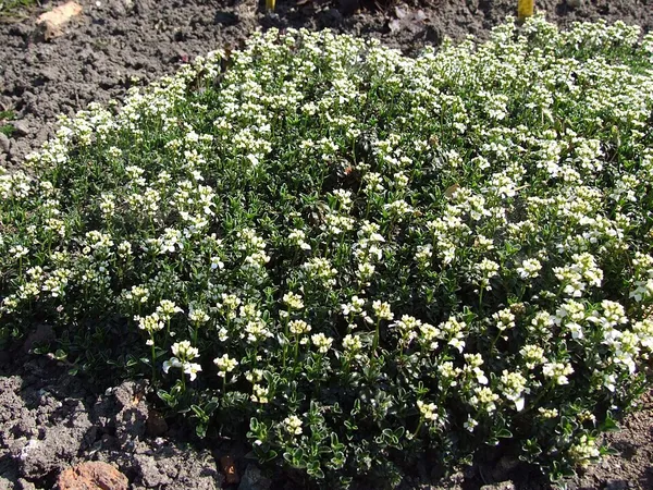 Arabis procurrens var. ferdinandi-coburgi