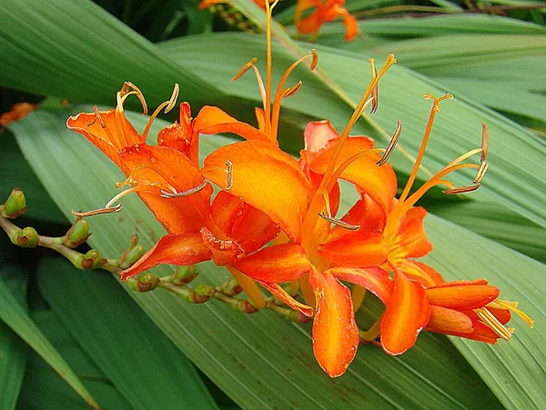 Crocosmia masoniorum
