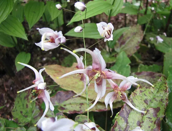 Epimedium acuminatum
