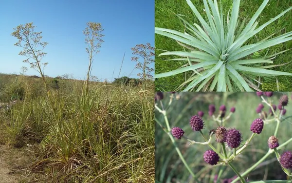Eryngium pandanifolium