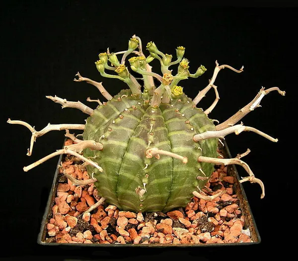 Euphorbia meloformis