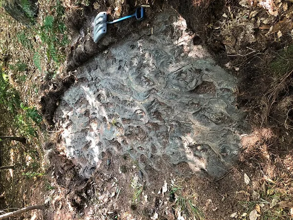 Ammonoosuc Volcanics