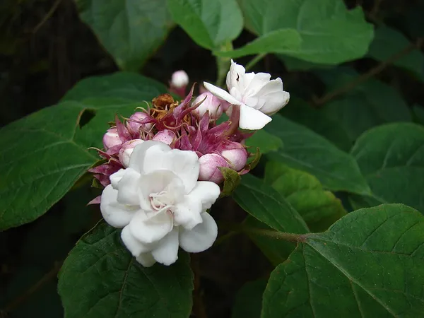 Clerodendrum chinense