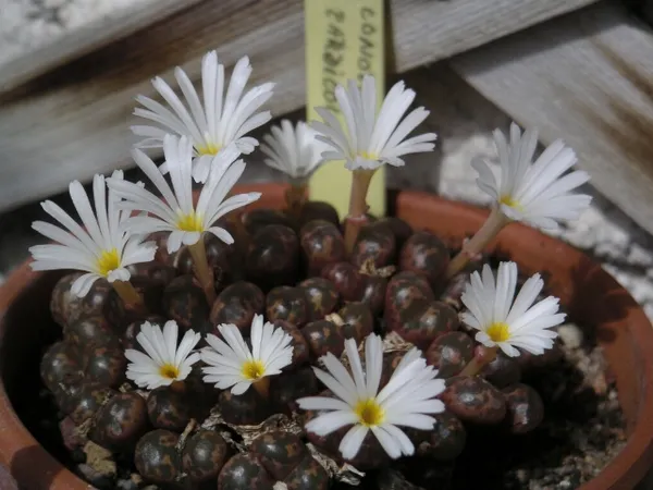 Conophytum pellucidum