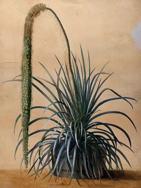 Aguiaria